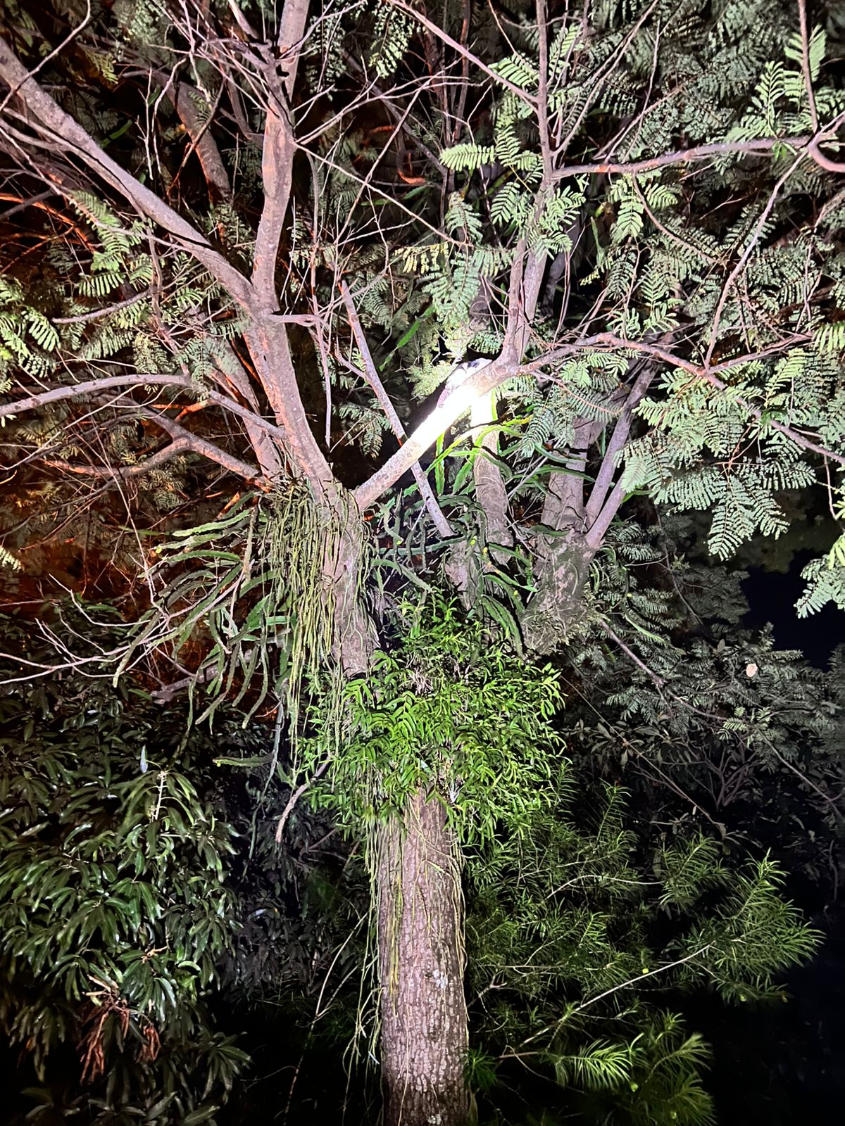 Rescataron a un gato que había quedado atrapado en lo alto de un árbol en Garupá 2